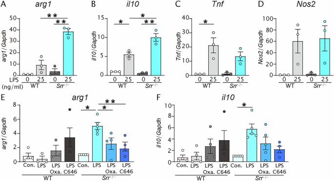 Fig. 3: Arg-1 and IL-10 mRNA in Srr−/− microglia were elevated compared to those in WT microglia under LPS treatment.