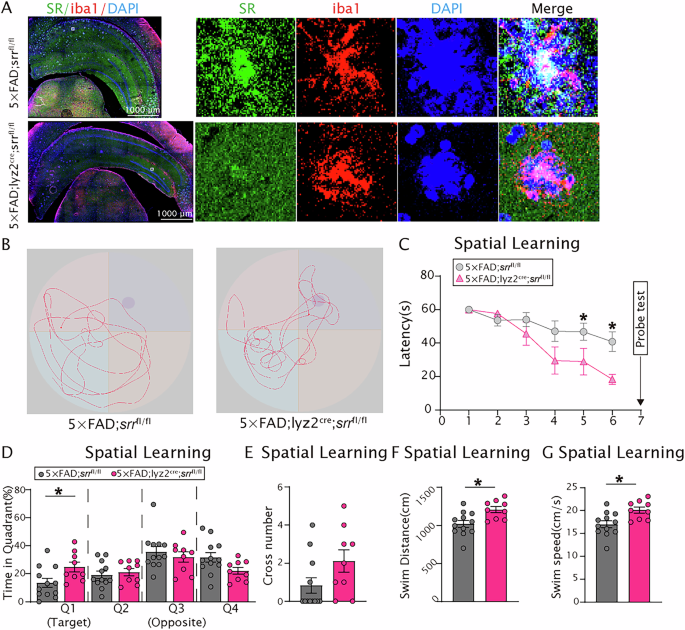 Fig. 4: Microglia-specific deletion of Srr in female 5×FAD mice improved spatial learning.