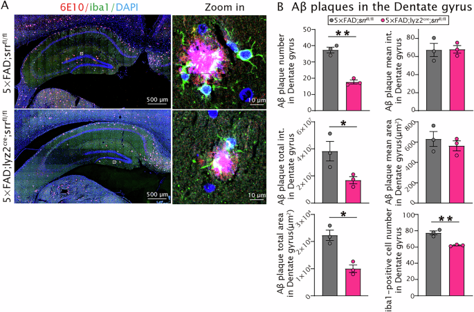 Fig. 5: Conditional knockout of Srr in the microglia improved AD pathology in the hippocampi of male 5×FAD mice.