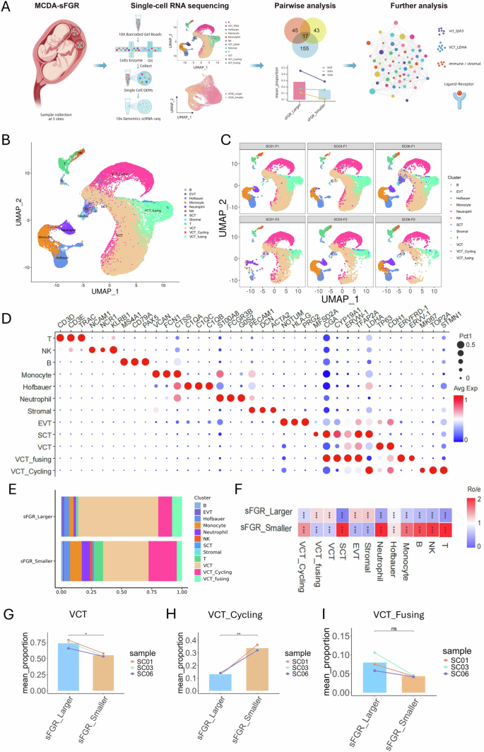Fig. 1: Single-cell transcriptomic profiling and cell composition alterations in sFGR placentas.
