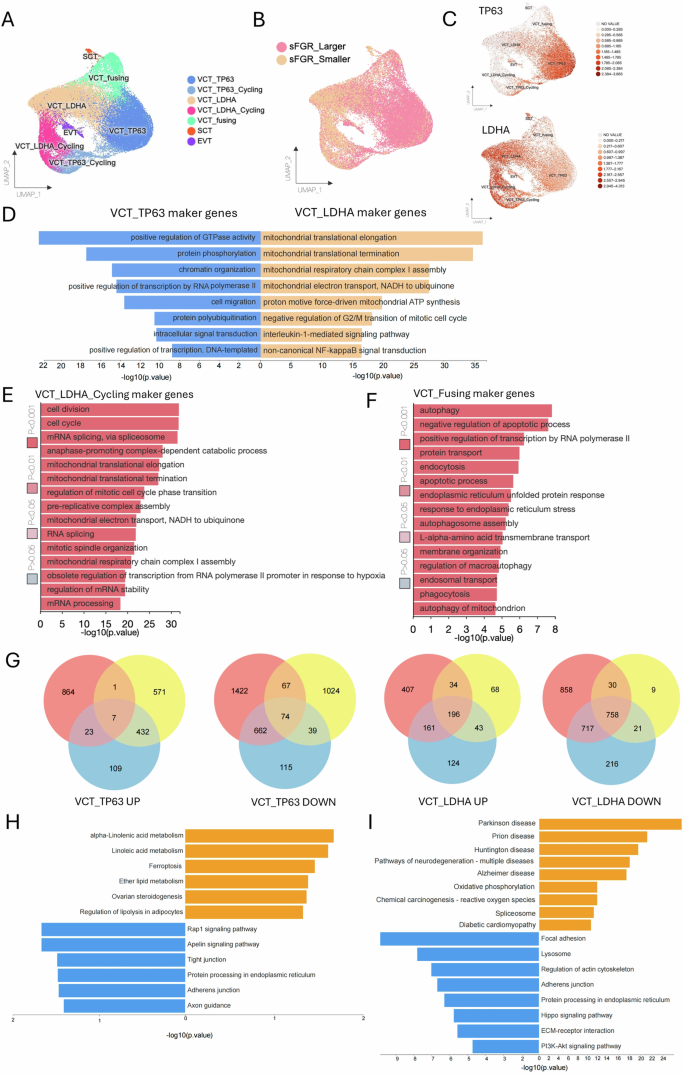 Fig. 2: Subclustering and functional characterization of villous trophoblast subsets in sFGR placentas.