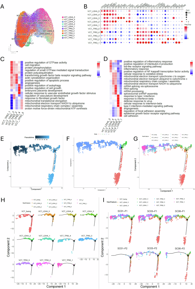 Fig. 3: Subclustering of villous cytotrophoblast (VCT) populations and trajectory inference reveals transcriptional heterogeneity and differentiation dynamics in sFGR placentas.