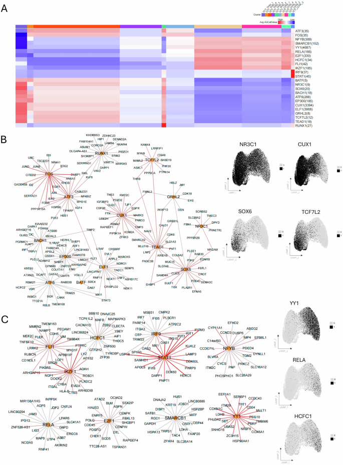 Fig. 4: Transcription factor regulatory landscape of VCT_TP63 and VCT_LDHA subclusters.