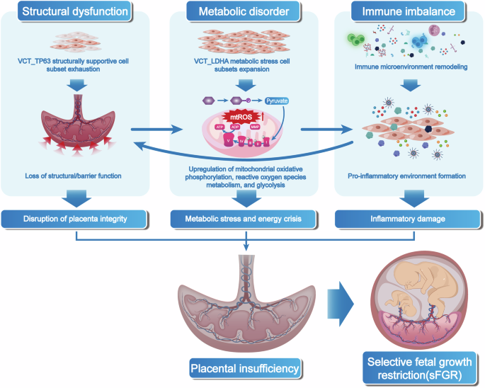 Fig. 8: Schematic model of the tripartite pathogenesis of sFGR.