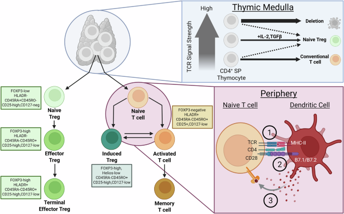 Fig. 1: The development of regulatory T cells.