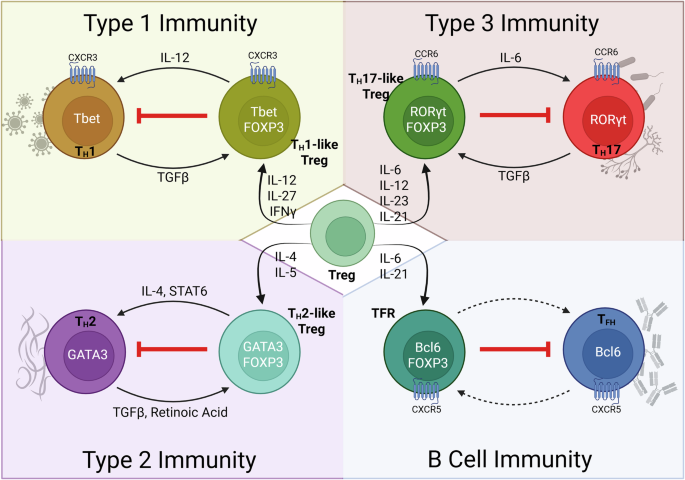 Fig. 2: Plasticity of Treg to optimally suppress their target cell.