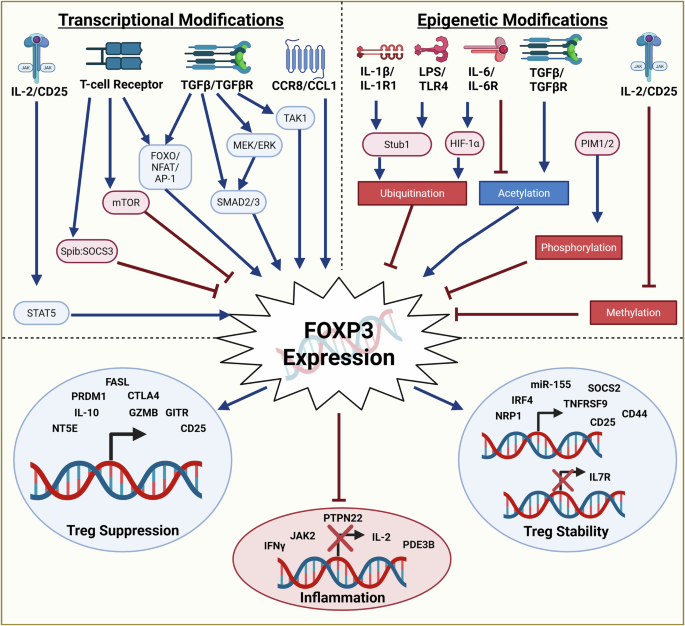 Fig. 3: Upstream and downstream regulation of FOXP3.
