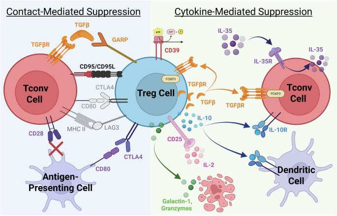 Fig. 4: Mechanisms of Treg suppression.