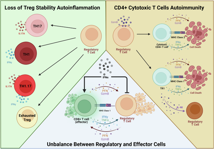 Fig. 5: The three hypotheses for regulatory T cells function in axial spondyloarthritis.