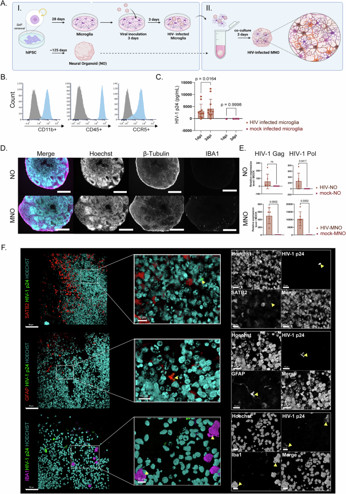 Fig. 1: HIV-1JR-CSF replicates in microglia and integrates into neural organoids.
