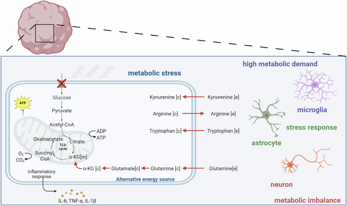 Fig. 4: Immunometabolic imbalance caused by HIV infection in the brain microenvironment.