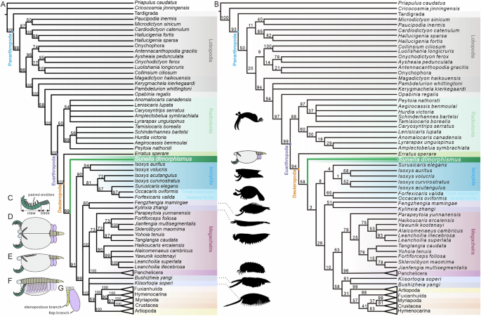 Fig. 5: Results of cladistic analyses and interpretative diagram of Sunella dimorphismus.