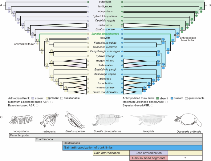 Fig. 6: Results of ancestral state reconstructions.