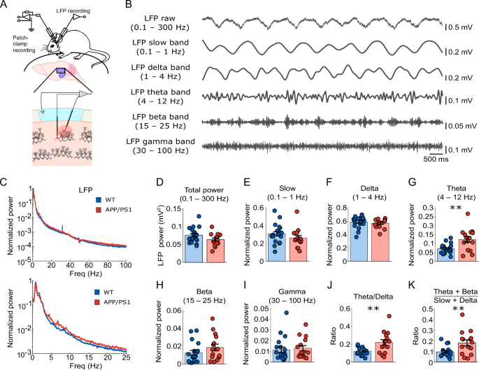 Fig. 3: Altered hippocampal network oscillations in anesthetized young APP/PS1 mice.