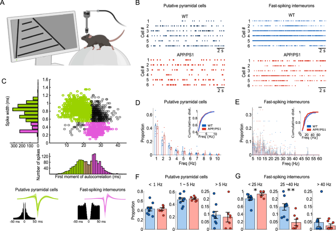 Fig. 6: Firing properties of hippocampal neurons in awake behaving young APP/PS1 mice.