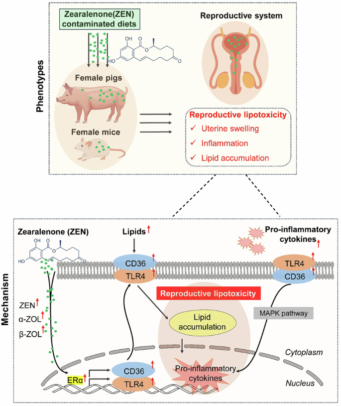 《通讯-生物学》：玉米赤霉烯酮通过ERα-CD36/TLR4信号通路诱导雌性生殖