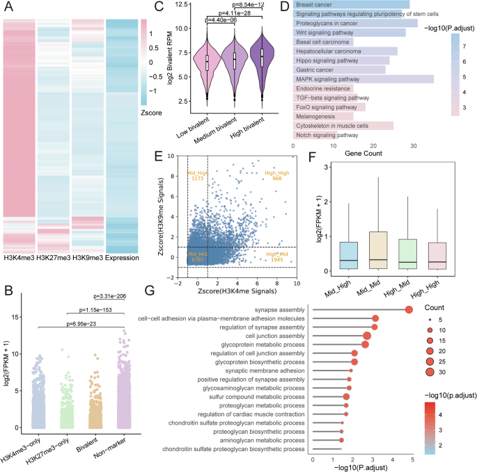 Fig. 2: Gene expression patterns associated with bivalent marks.