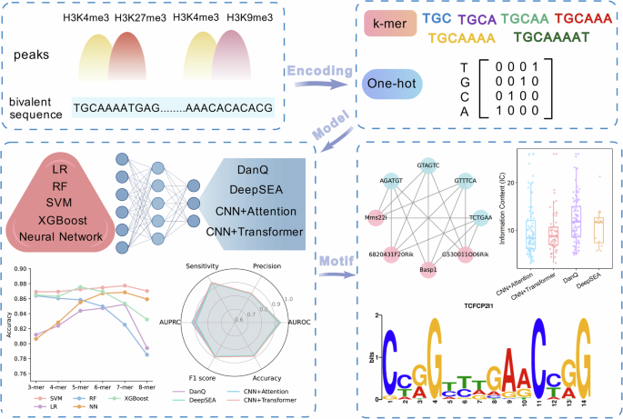 Fig. 3: Schematic representation of the interpretable model for bivalent modifications.