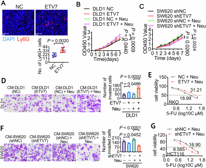 Fig. 3: ETV7 promotes neutrophil infiltration in colorectal cancer.
