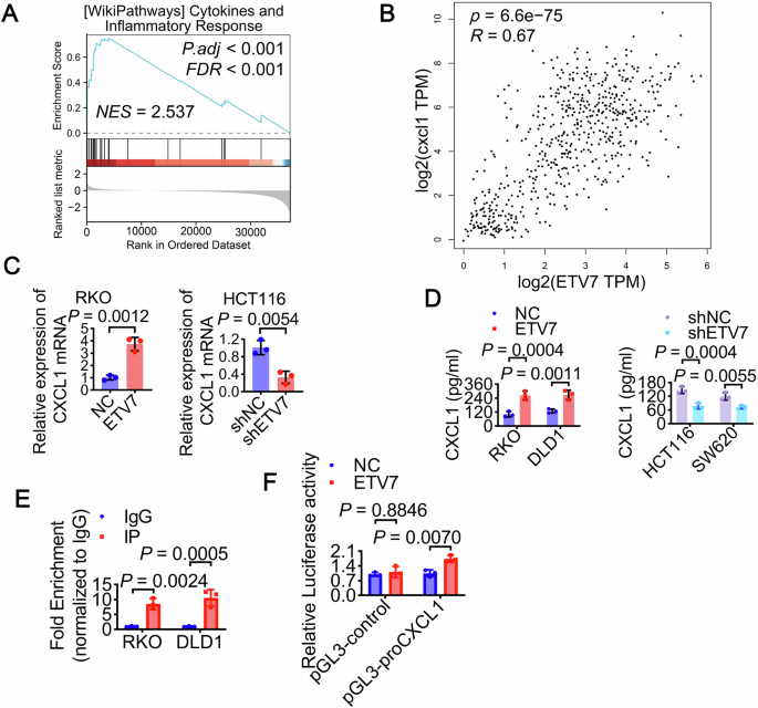 Fig. 5: ETV7 promotes the transcription of CXCL1 in colorectal cancer cells.