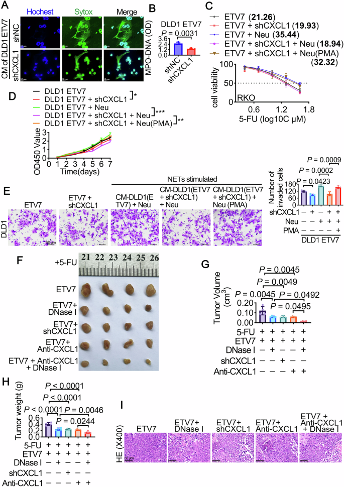Fig. 6: ETV7 promotes CRC malignant progression and 5-FU resistance through CXCL1-induced NETs formation.