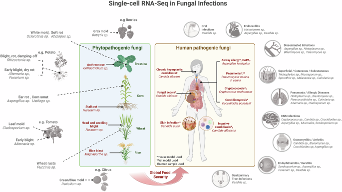 Empowering fungal infection research with single-cell RNA sequencing |  Communications Biology