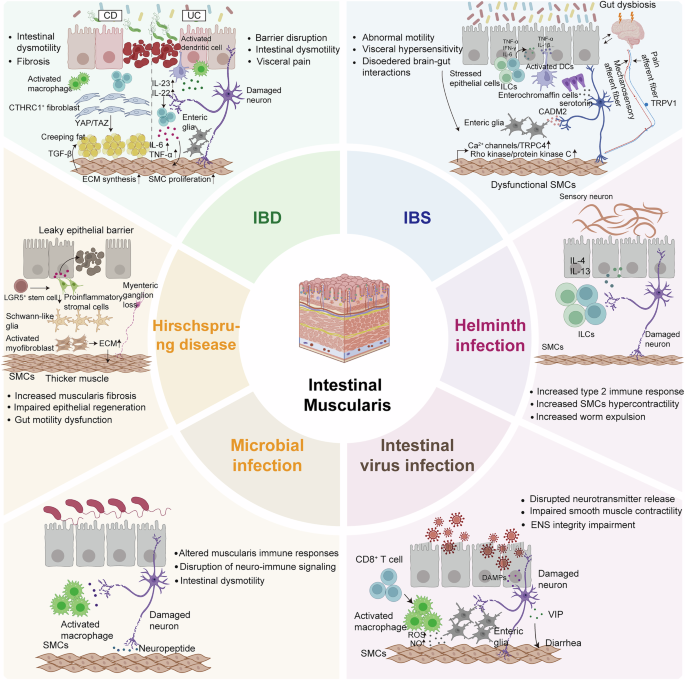glutathione gut healing in Skin Aging and Tissue Regeneration: A Systematic Review of Molecular Mechanisms, Redox Modulation, and Biomedical Implications Can peptides help resolve chronic