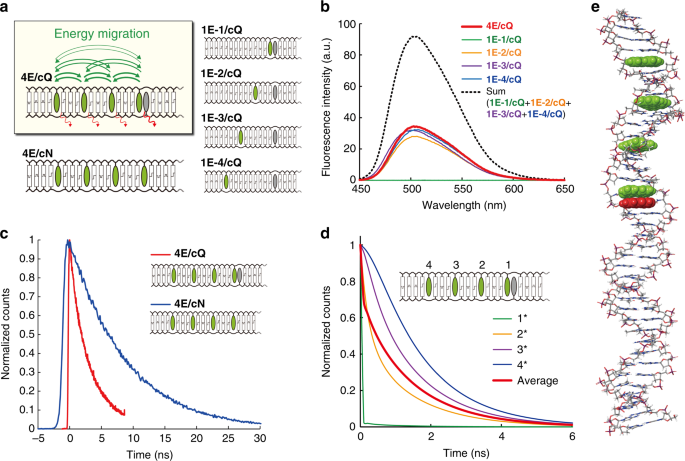 Quantitative Evaluation Of Energy Migration Between Identical Chromophores Enabled By Breaking Symmetry Communications Chemistry