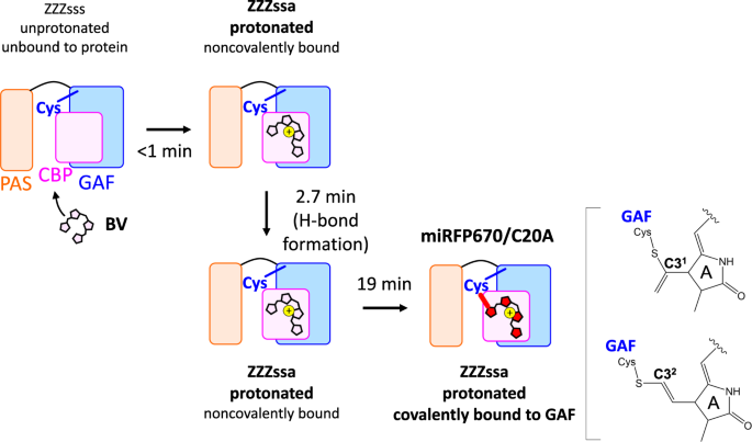 Fig. 3: Biliverdin (BV) incorporation model of miRFP670/C20A.