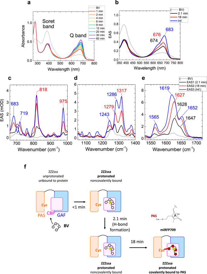Fig. 5: Time-resolved absorption and Raman spectra of miRFP709 at pH 8.0 and biliverdin (BV) incorporation model of miRFP709.