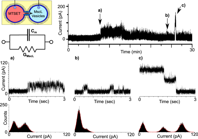 Fig. 3: MscL activity in droplet interface bilayers.