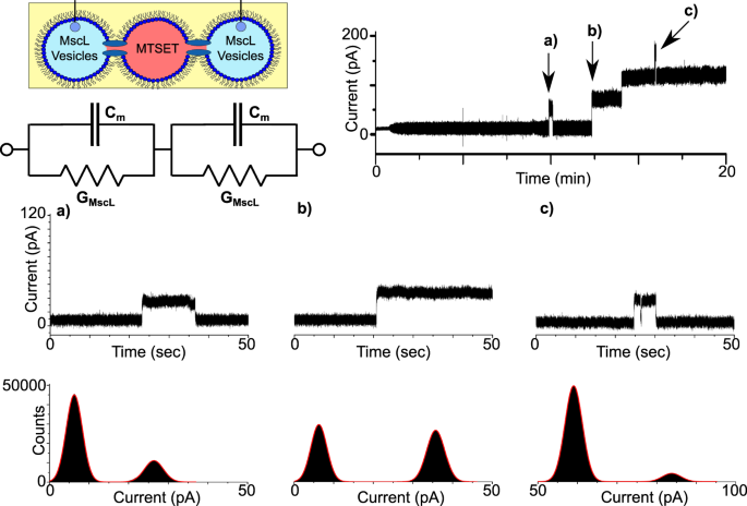 Fig. 4: MscL activity in networks of droplet interface bilayers.