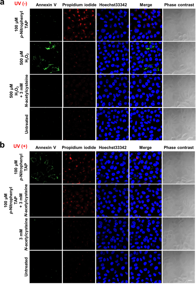 Fig. 7: Detection of apoptosis in 1d after UV irradiation.