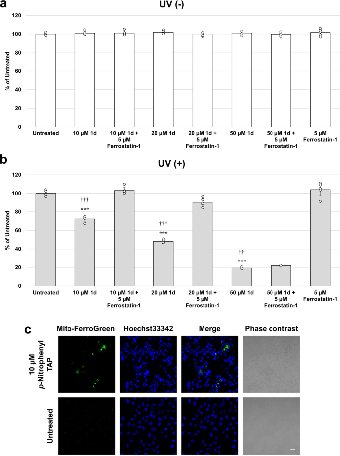 Fig. 8: Detection of ferroptosis in 1d after UV irradiation.