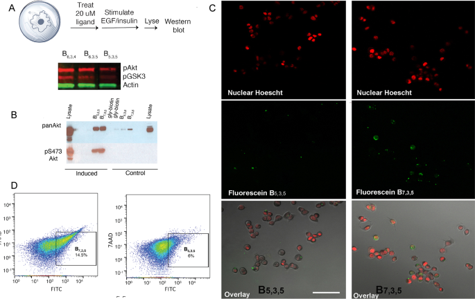 Fig. 3: Cell penetration assays of selected retro-inverso biligands.