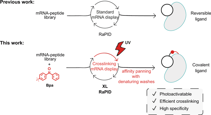 Fig. 1: Comparison between standard and crosslinking mRNA display.