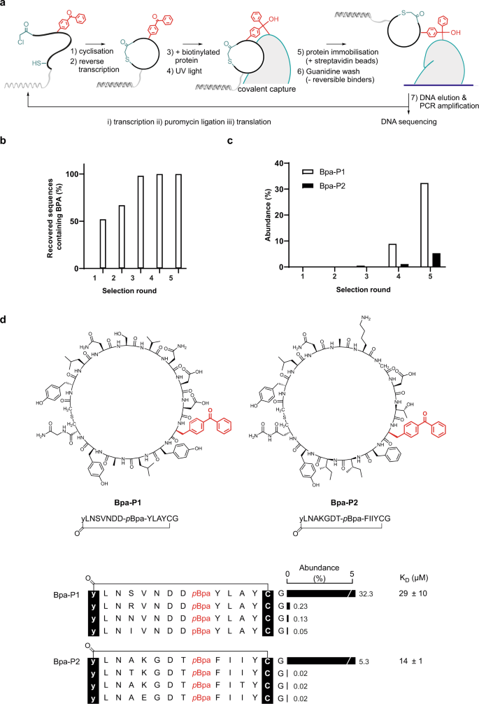 Fig. 2: mRNA display-based selection of photocrosslinking peptide ligands.