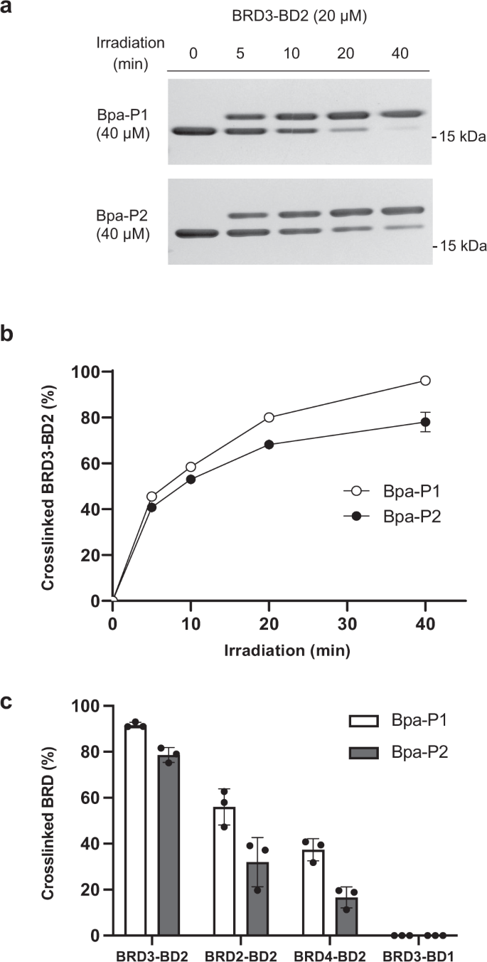 Fig. 3: Photocrosslinking of BRDs with pBpa-containing ligands.