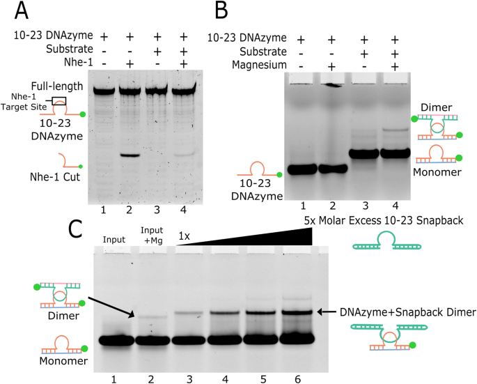 Fig. 3: In vitro evidence of 10-23 dimerization.
