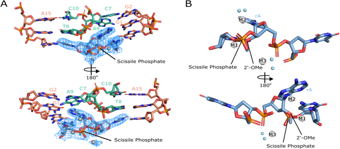 Fig. 4: Organization of the active site.