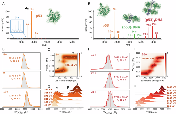 Fig. 1: Ion mobility-mass spectrometry (IM-MS) experiments reveal a DNA-induced conformational change in p53, resulting in a more compact and less solvent-accessible conformation.