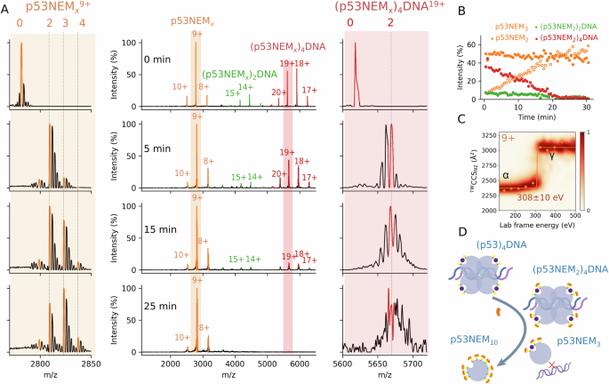 Fig. 2: Native mass spectrometry identified two reactive Cys residues in the tetrameric p53-DNA complex.