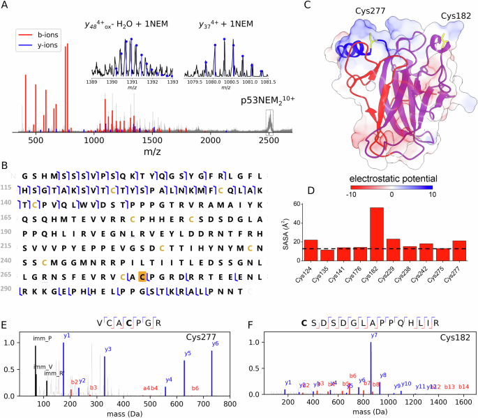 Fig. 3: Top-down MS and bottom-up MS approaches identified Cys182 and Cys277 as the reactive Cys residues in p53.