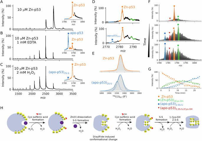 Fig. 4: Native mass spectrometry characterized the H2O2 oxidation mechanism in p53.
