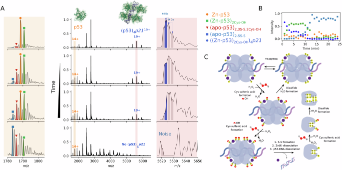 Fig. 5: Time-resolved high-resolution native MS elucidated the H2O2 oxidation mechanism in the tetrameric DNA-p53 complex.