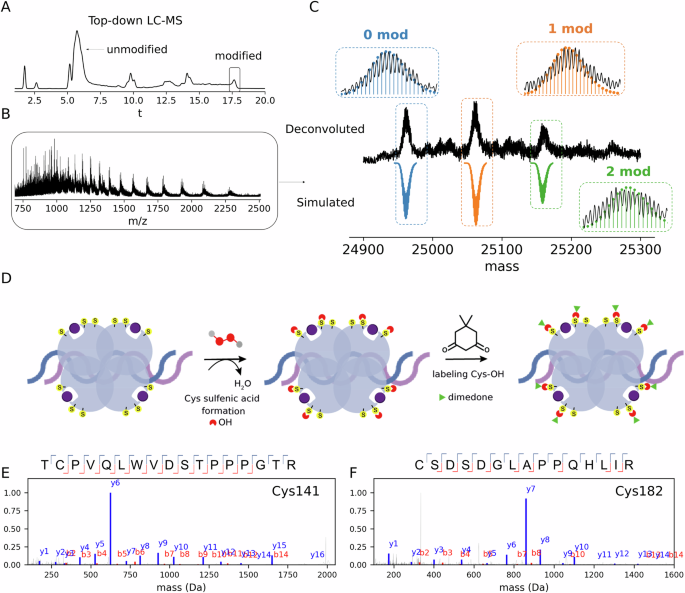 Fig. 6: Sulfenic acid trapping with dimedone and top-down/bottom-up LC-MS experiments validated the reaction mechanism.
