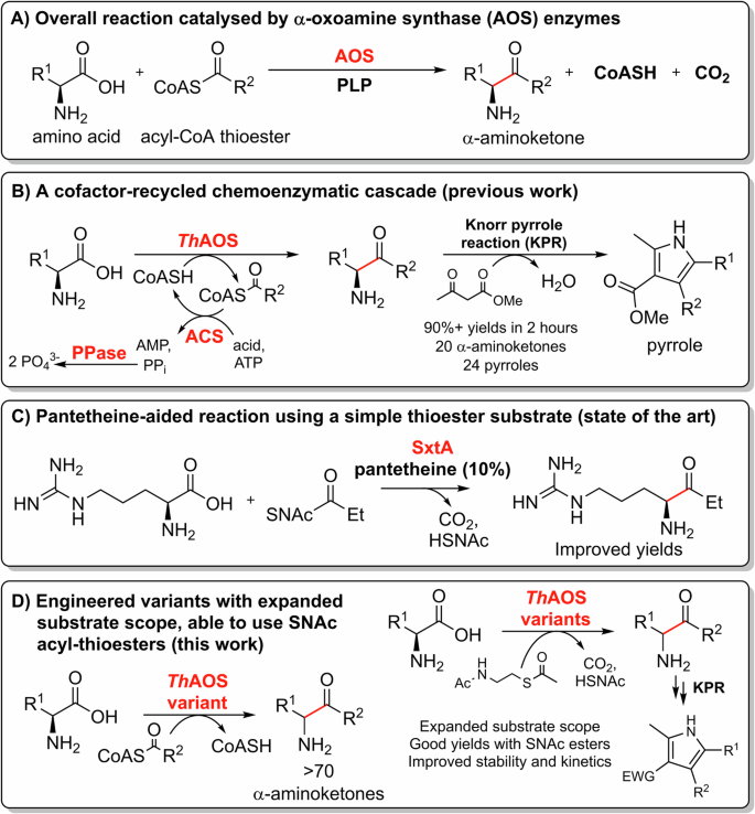 Rational engineering of a thermostable α-oxoamine synthase biocatalyst expands the substrate scope and synthetic applicability