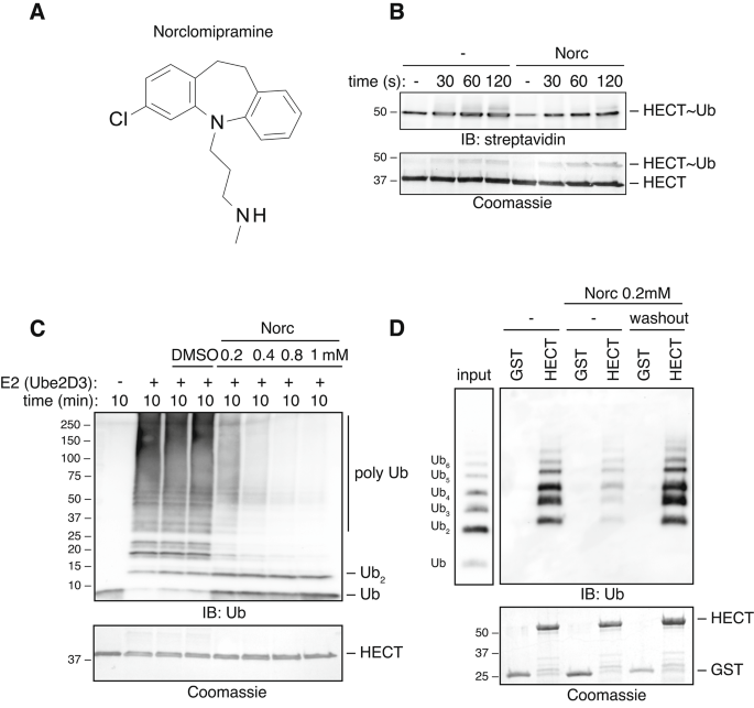 Fig. 1: Norclomipramine affects NEDD4 processivity and ubiquitin binding.