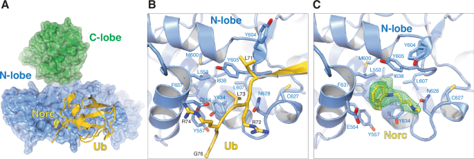 Fig. 2: Norclomipramine binding site overlaps with Ub exosite.