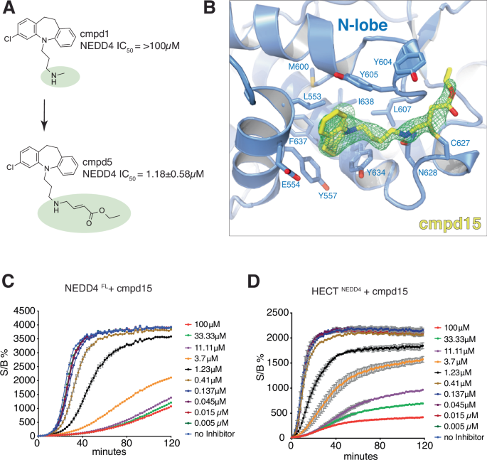Fig. 3: Compound 15 is a covalent inhibitor of NEDD4.